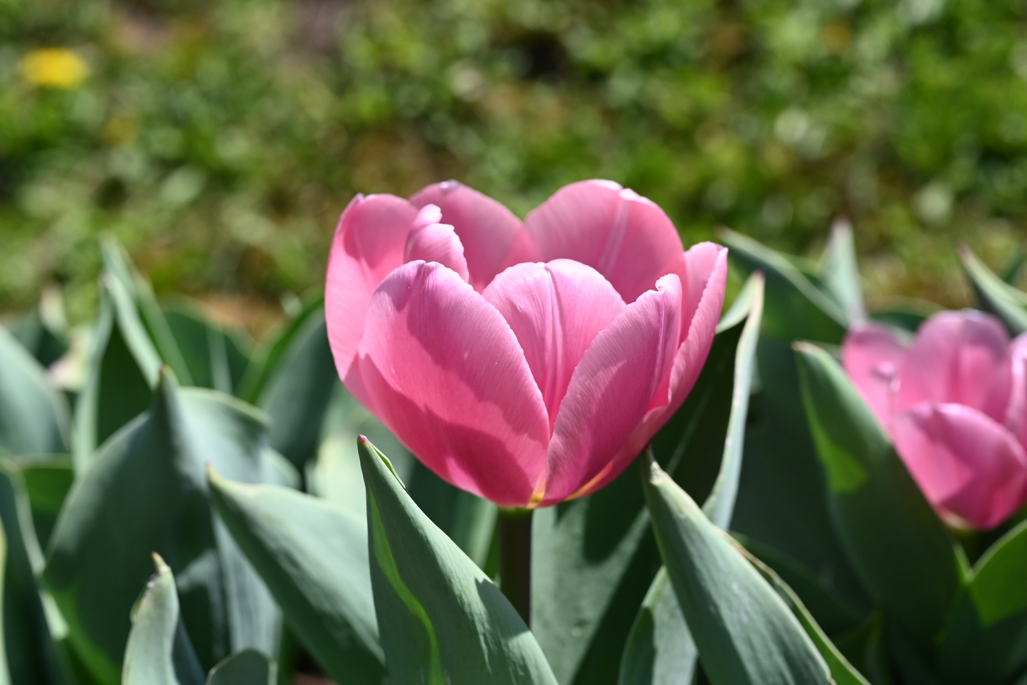 224212_Big_Love Nahaufnahme einer rosafarbenen Tulpe in voller Blüte vor grünen Blättern im Garten bei Sonnenlicht