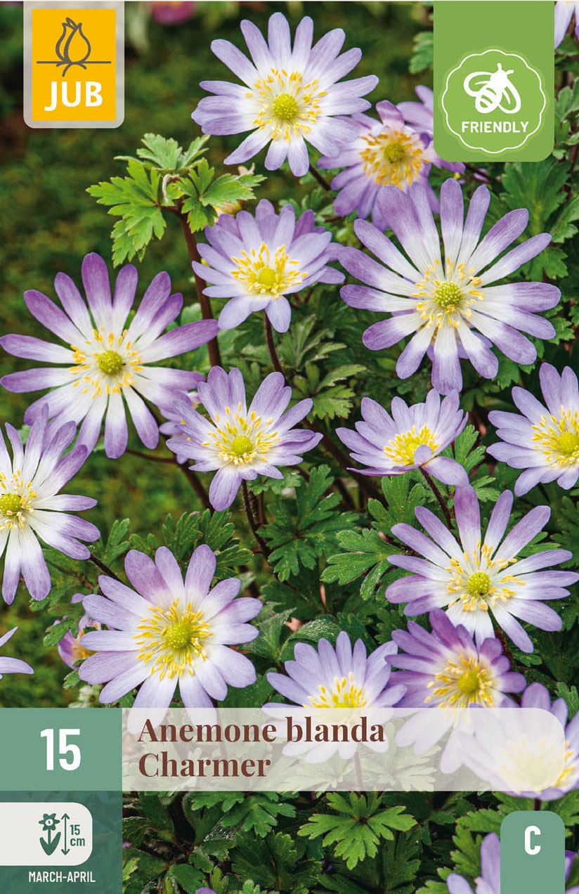 Anemonen blanda Charmer