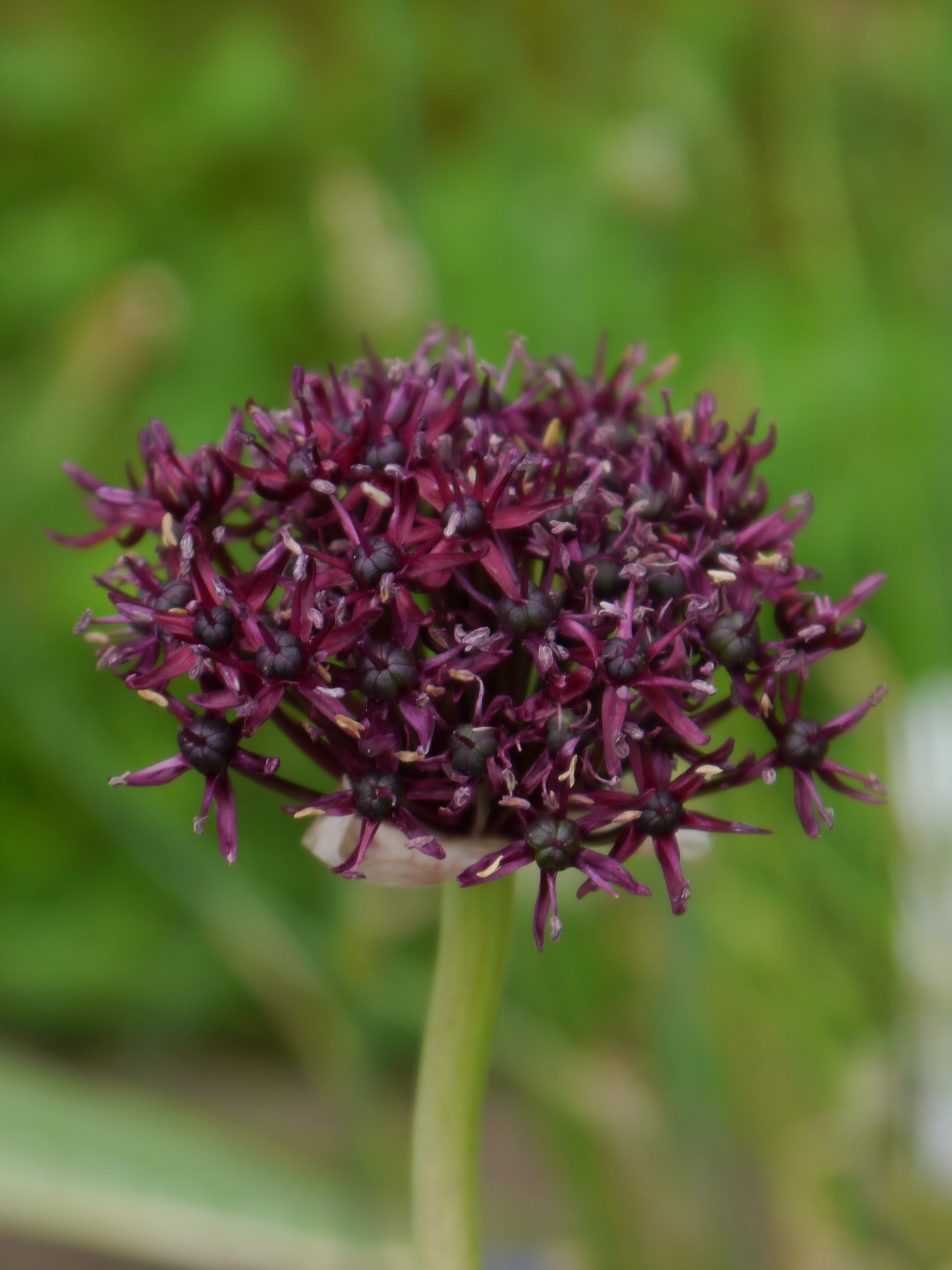 260360_Allium atropurpureum Nahaufnahme einer dunkelvioletten, kugelförmigen Zierlauch (Allium)-Blüte mit zahlreichen kleinen sternförmigen Einzelblüten vor unscharfem grünem Hintergrund