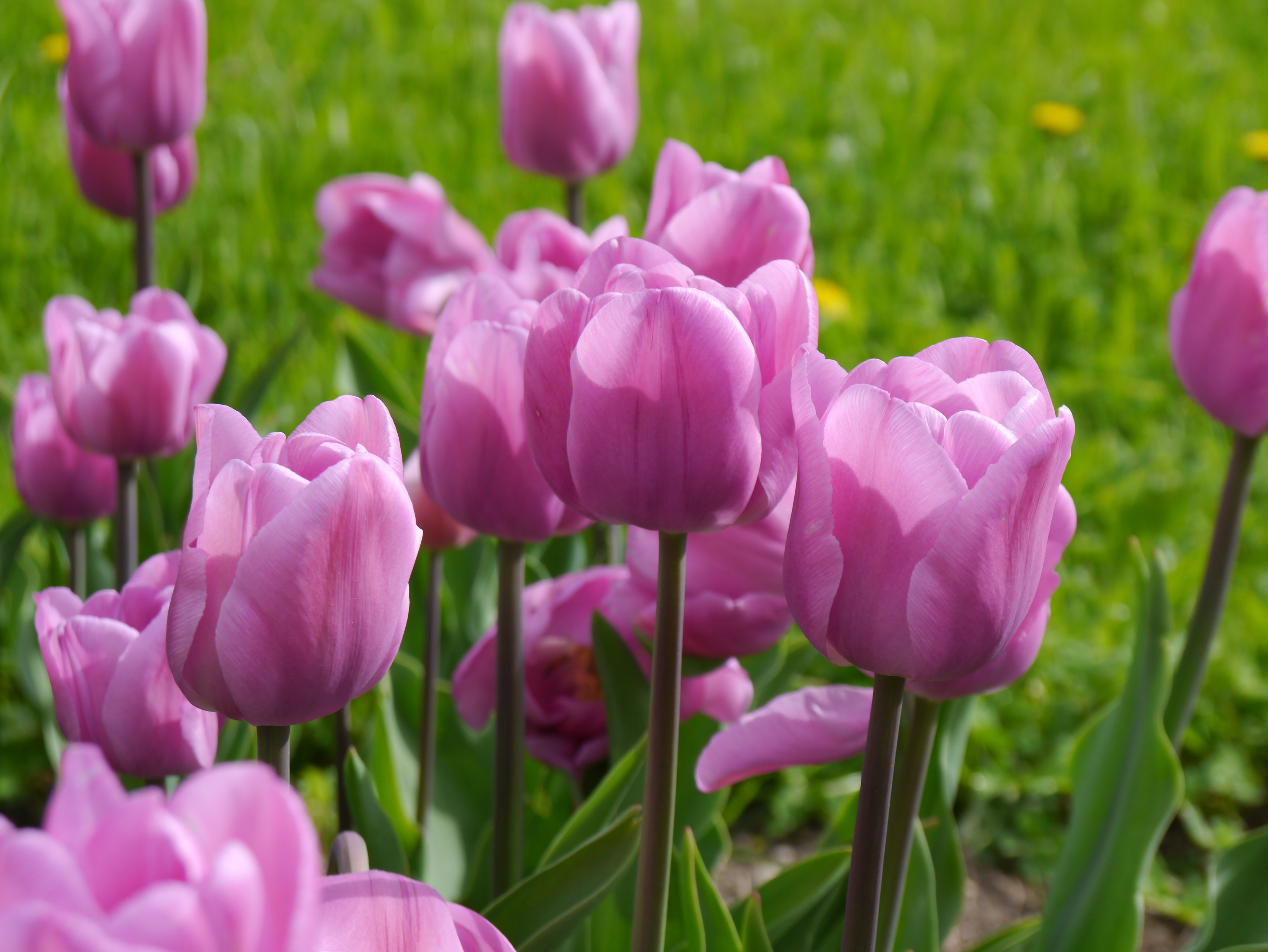 Triumph-Tulpen Alibi