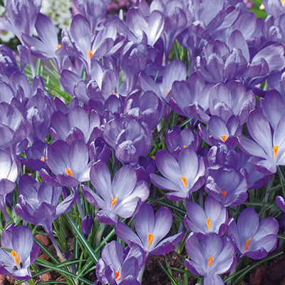 Crocus Ruby Giant