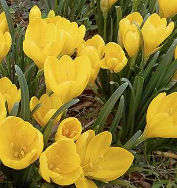 Sternbergia_lutea Nahaufnahme mehrerer gelber Krokusse (Frühlingskrokus) mit grünen Blättern im Beet