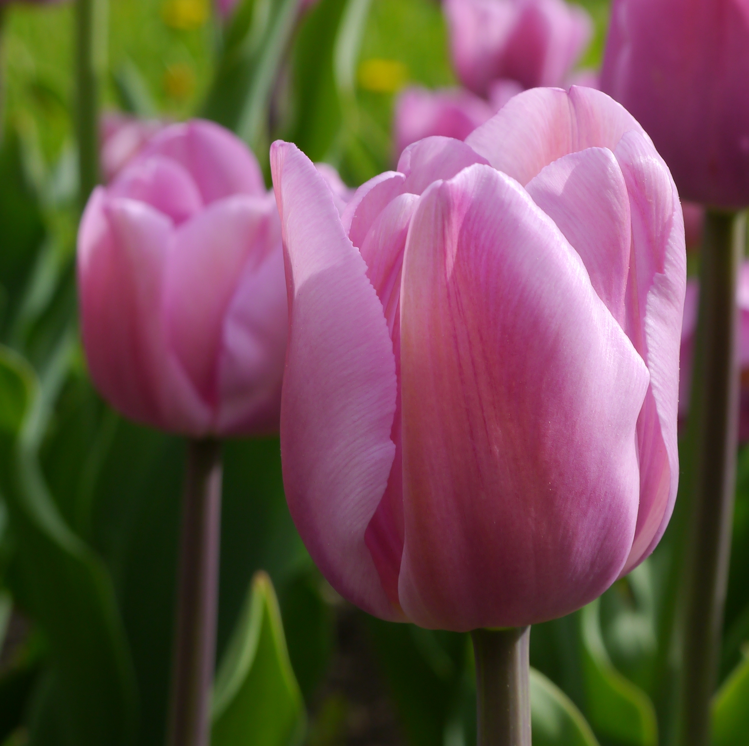 224362_Triumph-Tulpen Alibi Nahaufnahme einer rosa Tulpenblüte im Garten, scharf im Vordergrund, unscharfer Hintergrund mit weiteren Tulpen und grünen Blättern