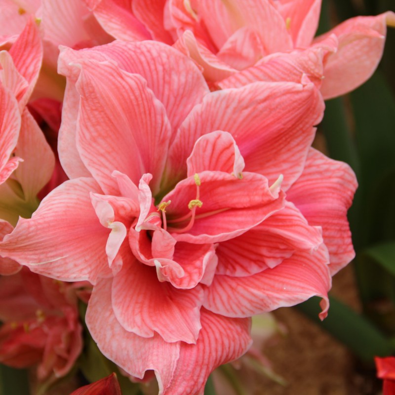 Detailaufnahme von pinkfarbenen Amaryllisblüten mit weißen Streifen