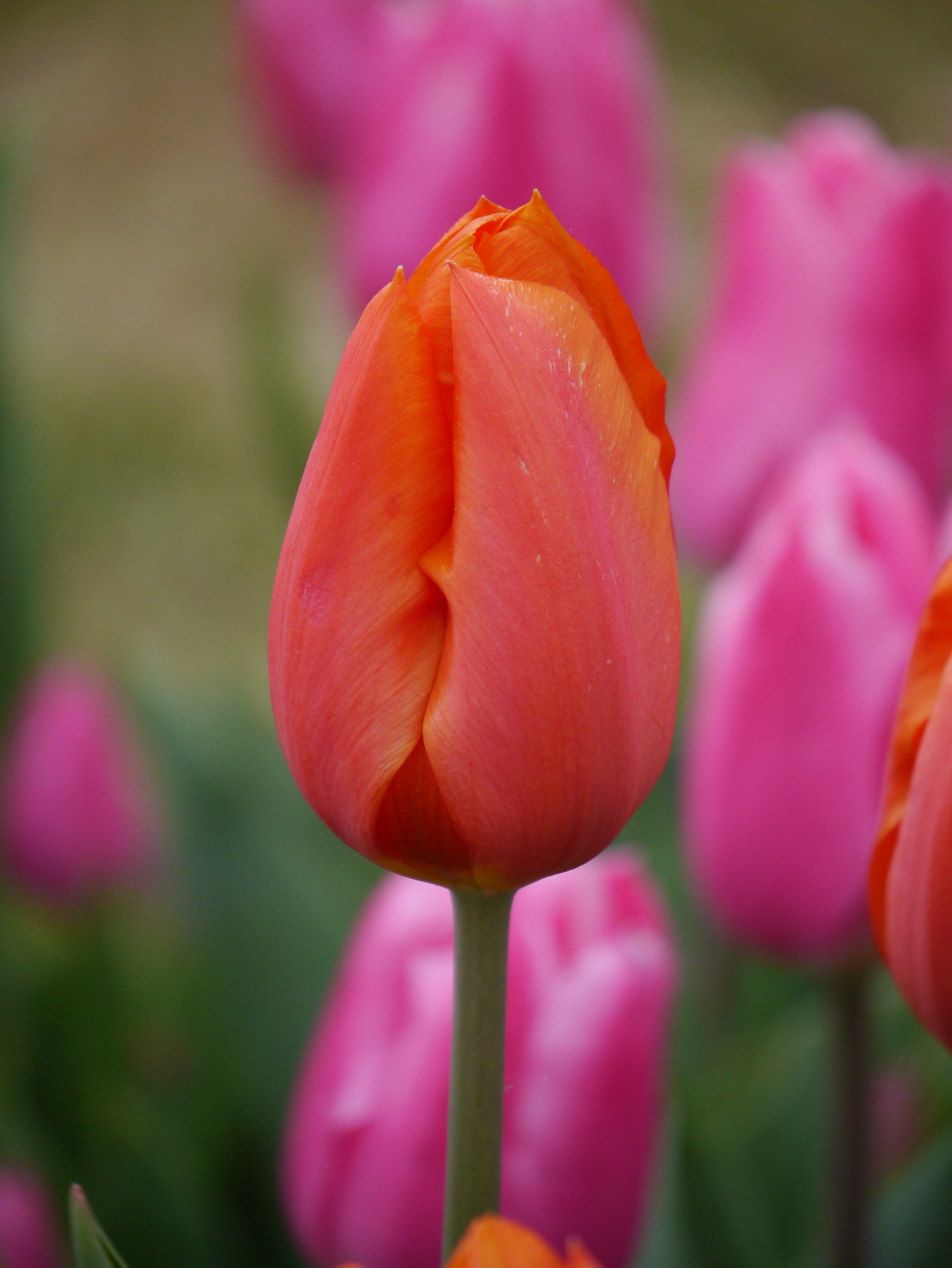 224611_Triumph-Tulpen Prinses Catharina-A Nahaufnahme einer orange-roten Tulpenblüte auf einem grünen Stiel, unscharfer Hintergrund mit rosa Tulpen