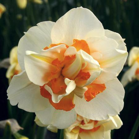 Nahaufnahme einer gefüllten Narzissenblüte in cremeweiß mit leuchtend orangefarbenen, gewellten inneren Kronblättern, ideal als Garten- und Frühlingsblume