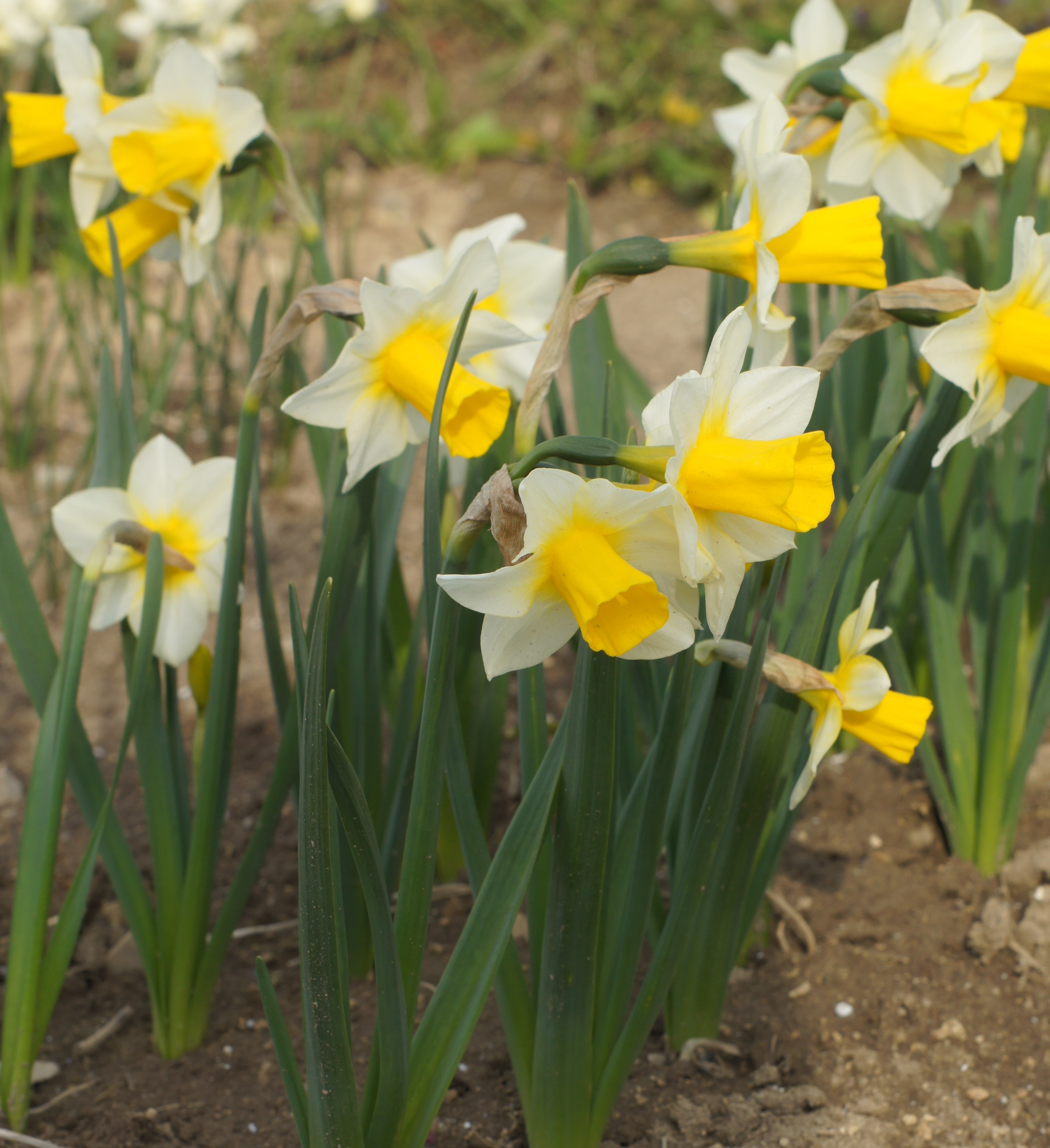 Nahaufnahme von gelb-weißen Narzissen (Osterglocken) mit leuchtend gelben Trompeten und grünen, schmalen Blättern in einem Gartenbeet