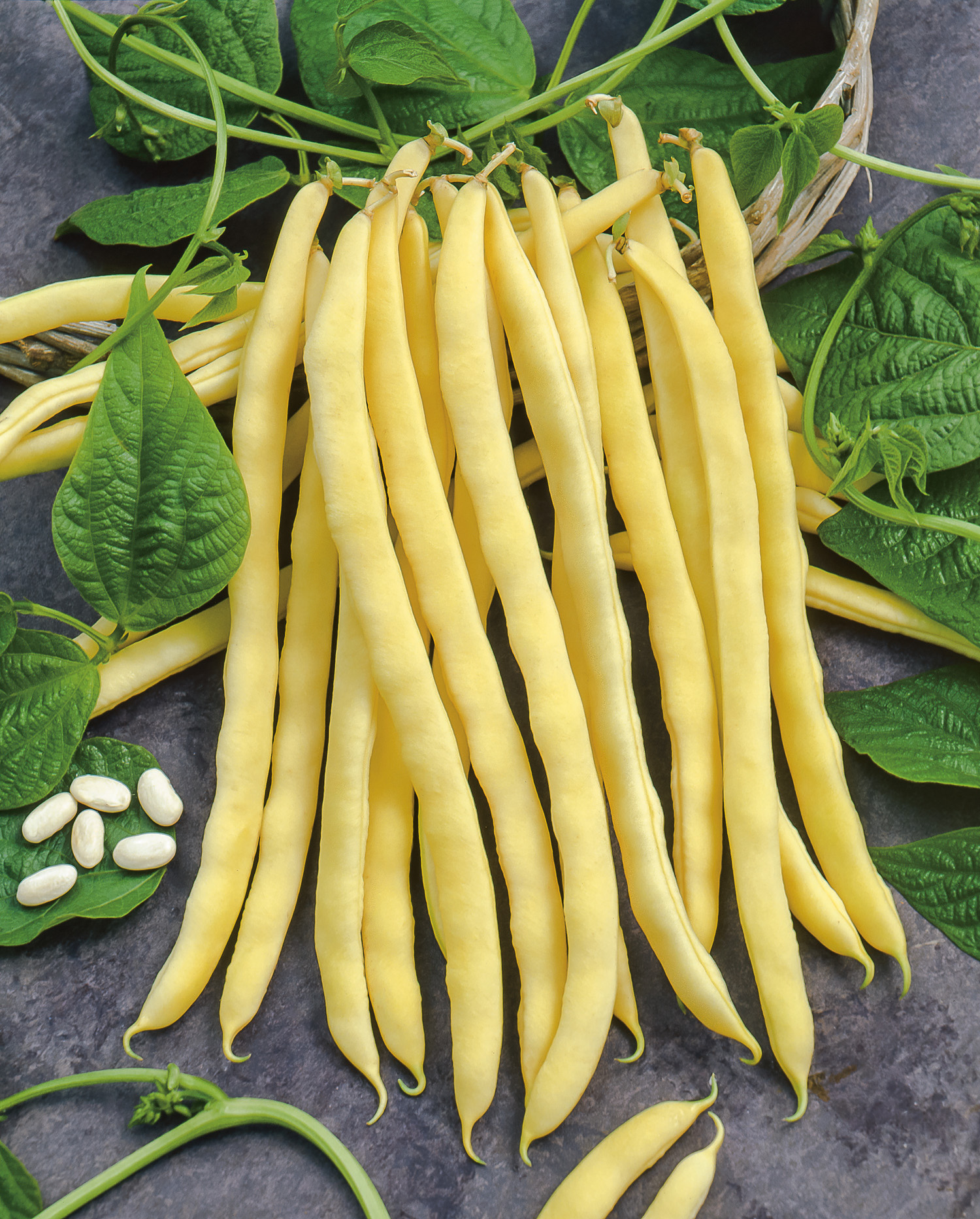 Stangenbohnen Neckargold