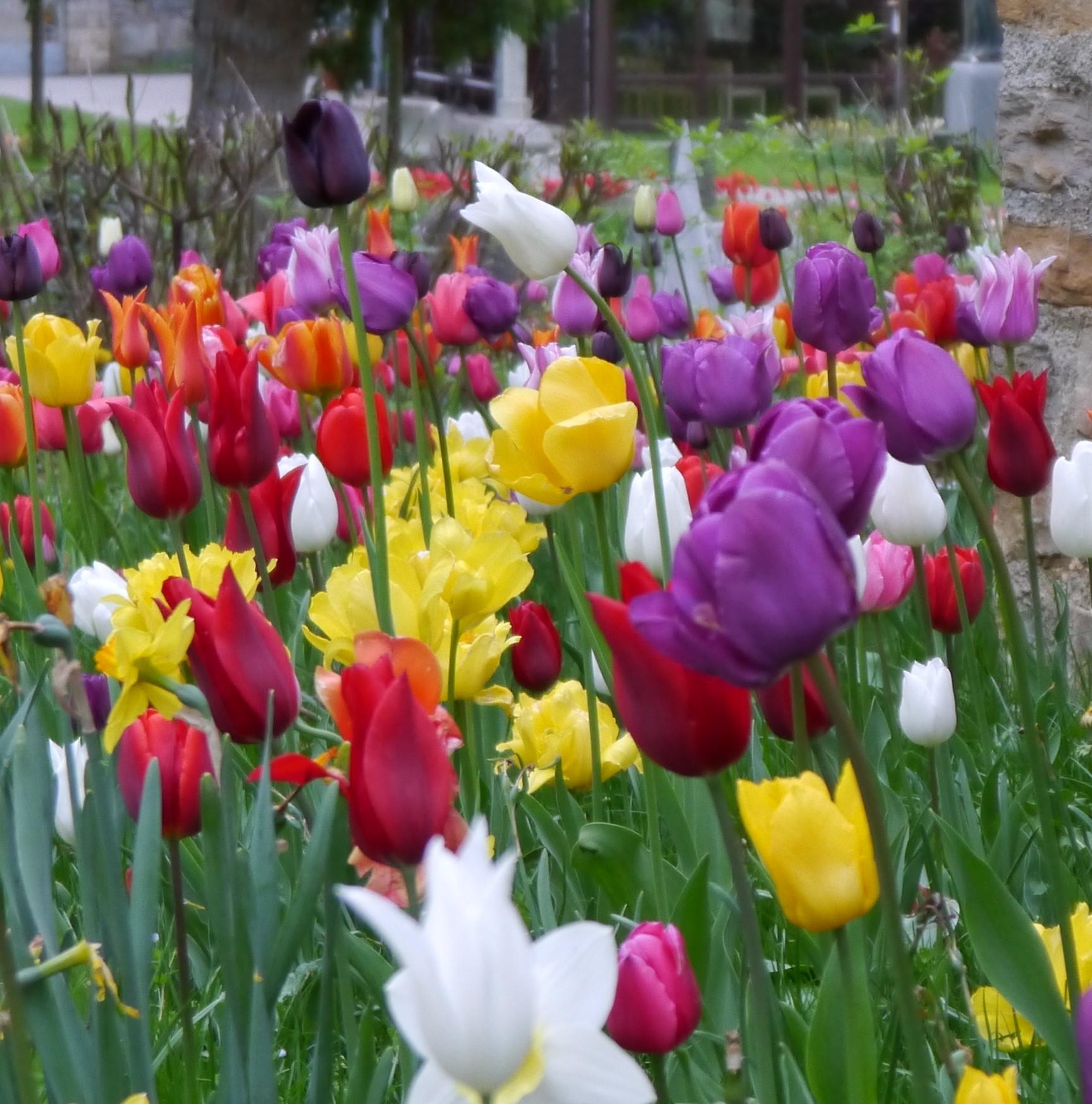 Nahaufnahme eines Blumenbeets mit bunten Tulpen (rot, lila, gelb, weiß) und gelben Narzissen vor einer Mauer, Frühlingsgarten