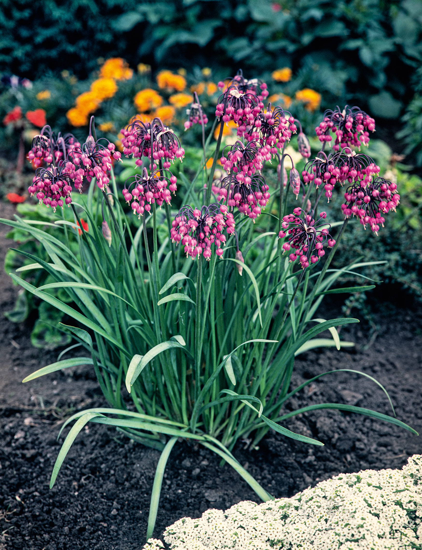 260142_Allium_cernuum Nahaufnahme von Nectaroscordum siculum (Sizilianischer Zierlauch) mit mehreren rispigen, nickenden rosa Blütendolden über langen grünen Blättern im gepflegten Blumenbeet, im Hintergrund gelbe und weiße Blumen