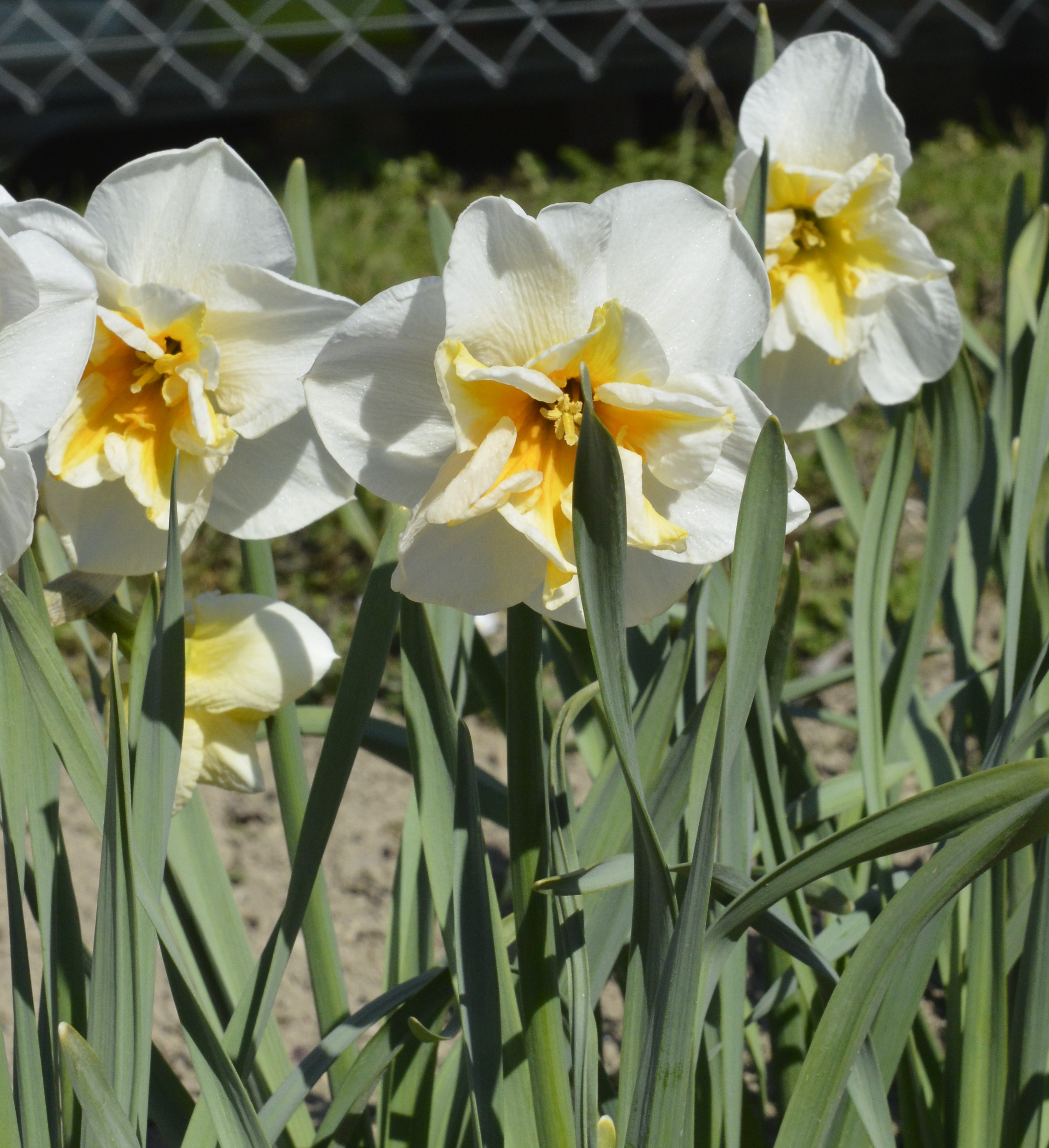 245403_Split-Corona Narzissen Broadway St Nahaufnahme von weißen Narzissen (Osterglocken) mit gelbem Schlund und langen grünen Blättern im Beet