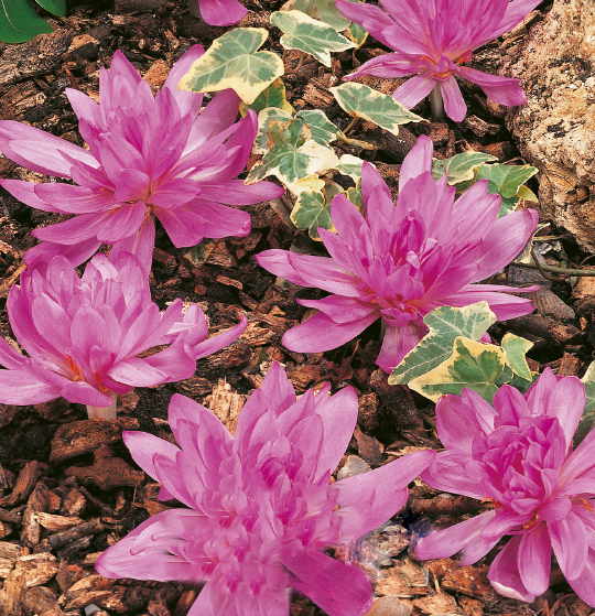 Nahaufnahme gefüllter rosa-violetter Blüten auf Rindenmulch, daneben gelb-grün geäderte Efeublätter