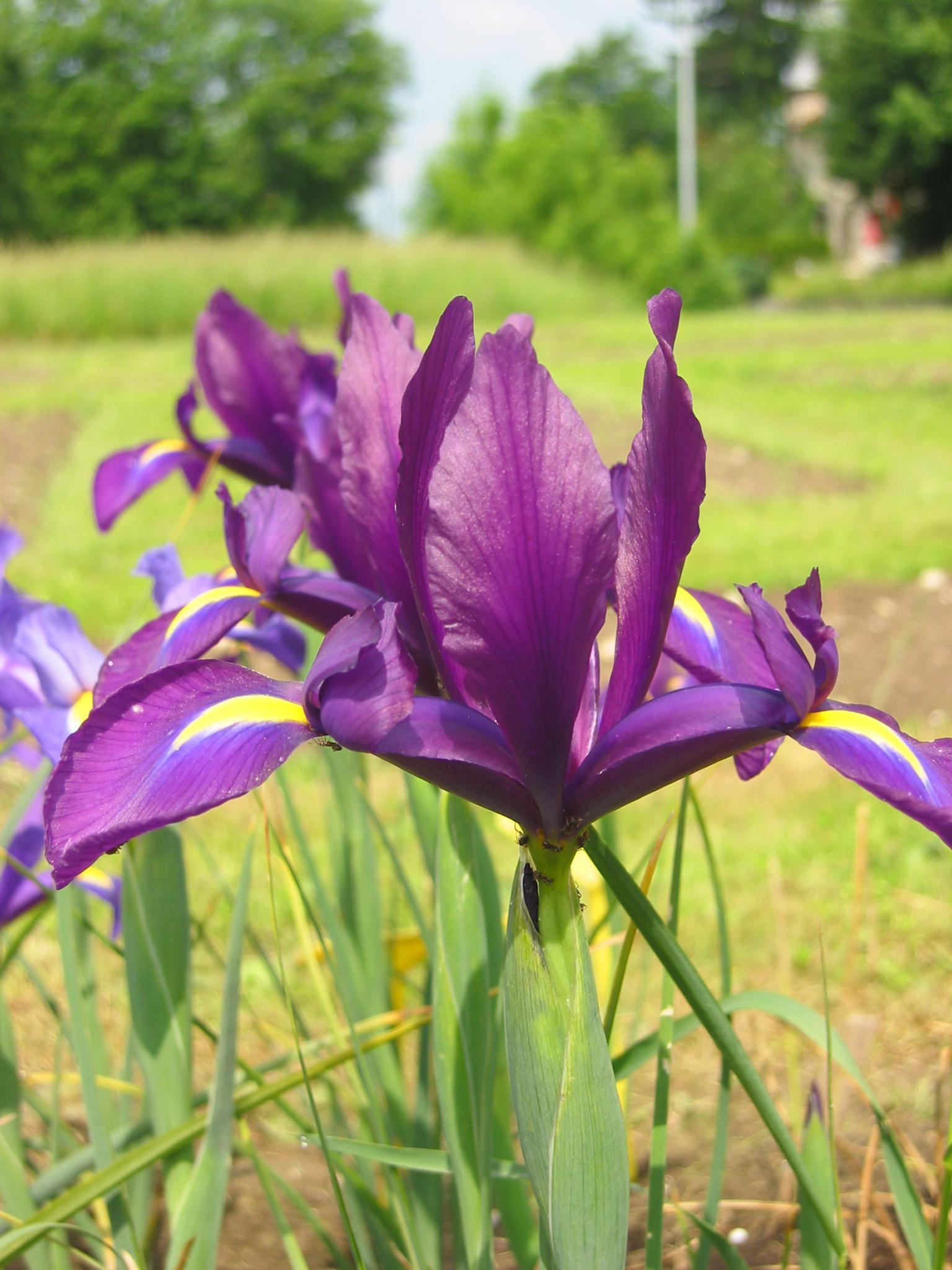 266018_Iris hollandica Purple Sensation Nahaufnahme einer violetten Schwertlilie (Iris) mit gelben Markierungen an den Blüten, grünen Schwertblättern und unscharfem Gartenhintergrund