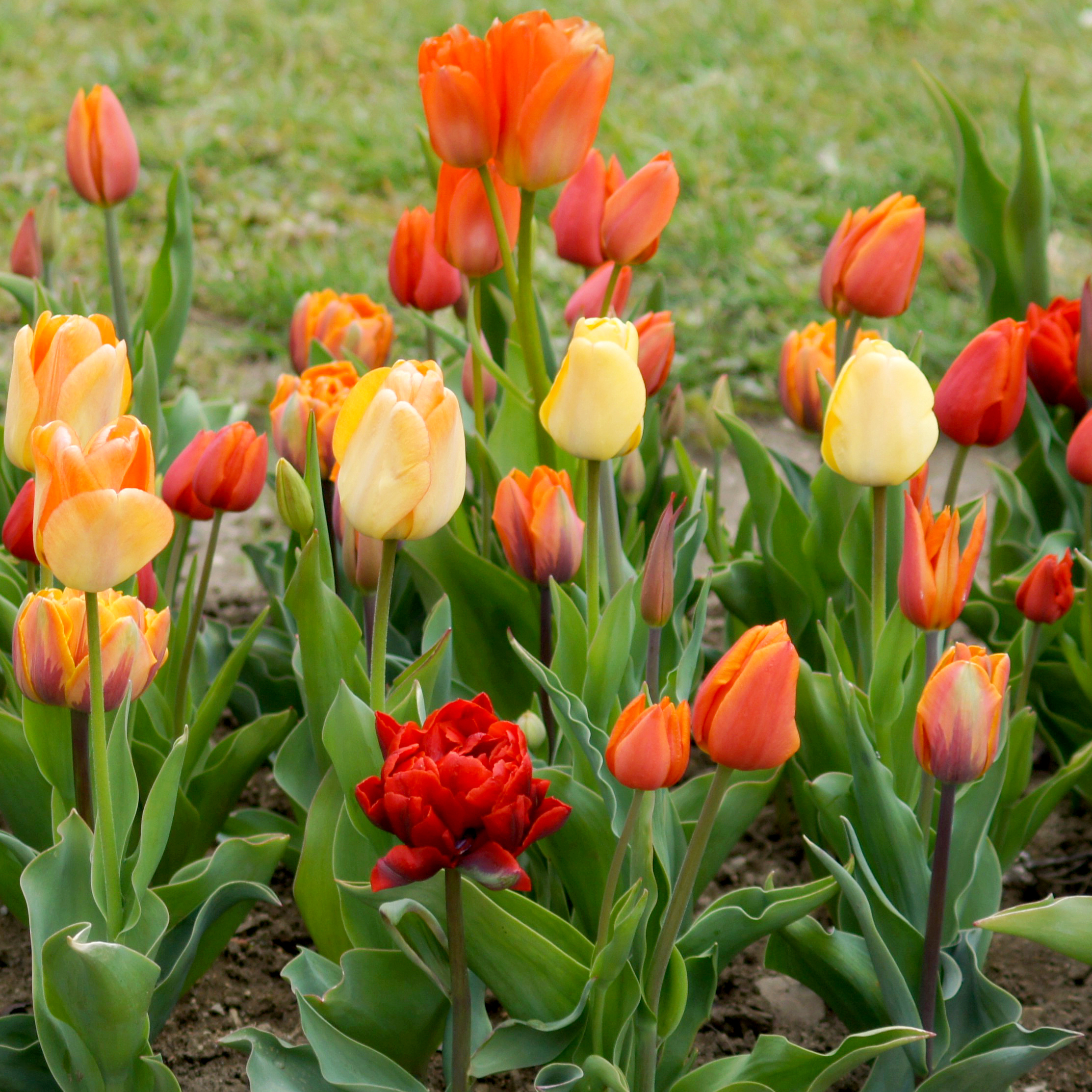 22012_Töne in Orange_1 Nahaufnahme eines Frühlingsbeets mit bunten Tulpen in gelb, orange und rot, grünen Blättern und dunkler Erde