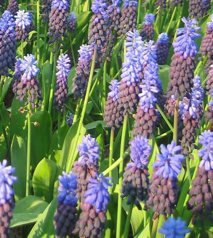 Muscari latifolium