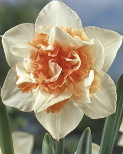 243322_Gefüllte Narzissen Replete_1 Nahaufnahme einer Doppel-Narzisse (Narcissus) mit cremeweißen Blütenblättern und pfirsichfarbener, gefüllter Krone; grüne Blätter im Hintergrund