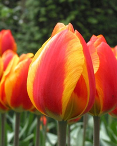 220132_Einf. frühe Tulpen Flair_2 Nahaufnahme mehrerer roter und gelber Tulpen mit grünen Stielen vor unscharfem grünem Hintergrund