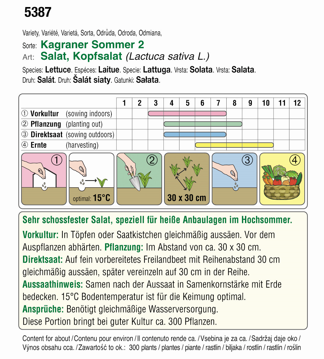 Kopfsalat (Bio) Kagranaer Sommer 2