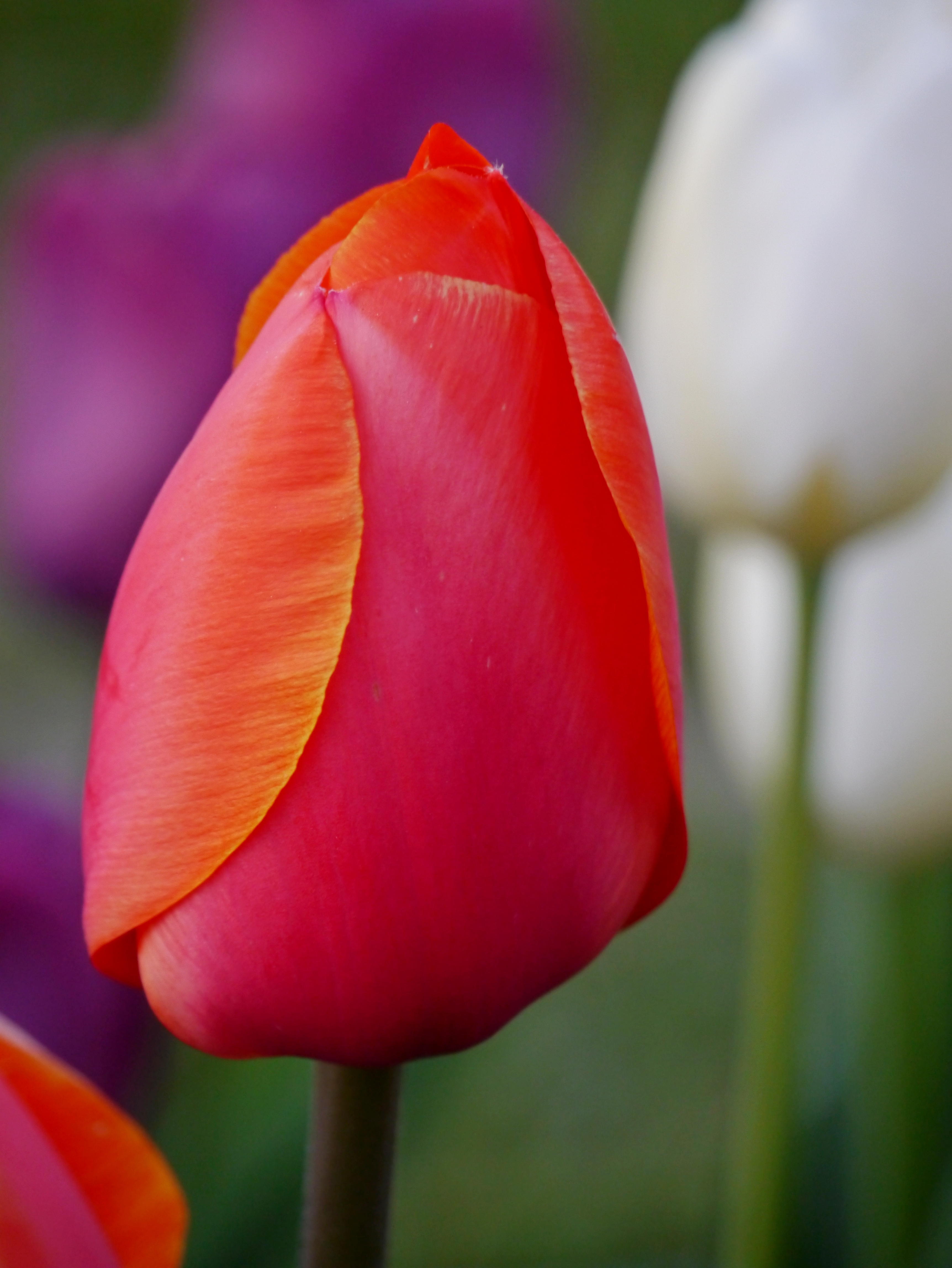 224142_D.-H.-Tulpen Ad Rem Nahaufnahme einer roten bis orangefarbenen Tulpenknospe vor unscharfem Hintergrund mit weißen und violetten Tulpen