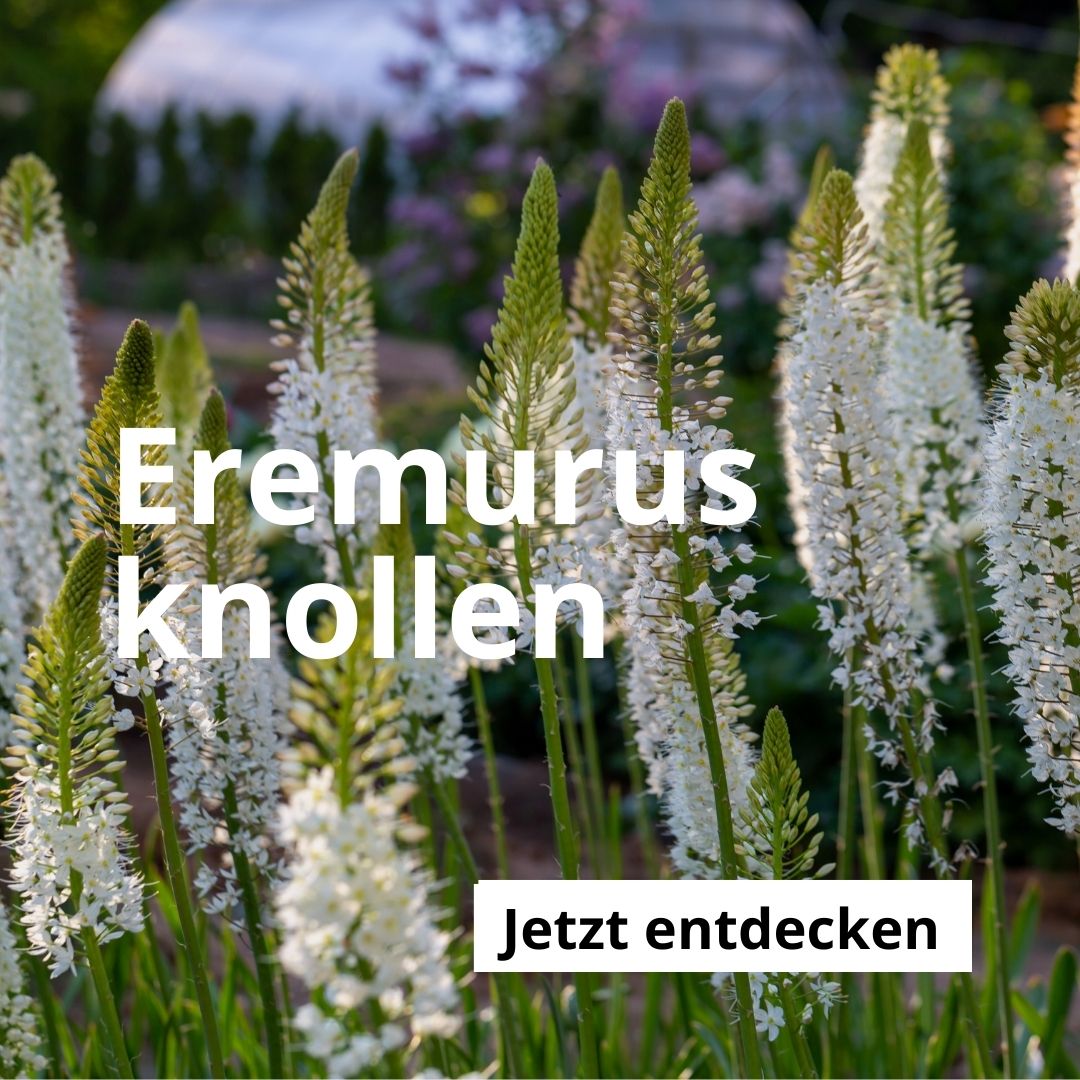 Eremurus-Knollen