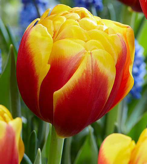 Nahaufnahme einer zweifarbigen Tulpenblüte in Gelb und Rot vor grünen Stängeln und blauen Frühlingsblumen