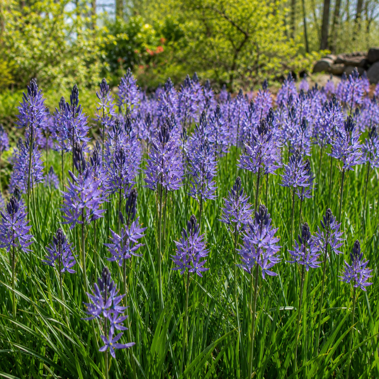 Camassia quamash (esculenta)
