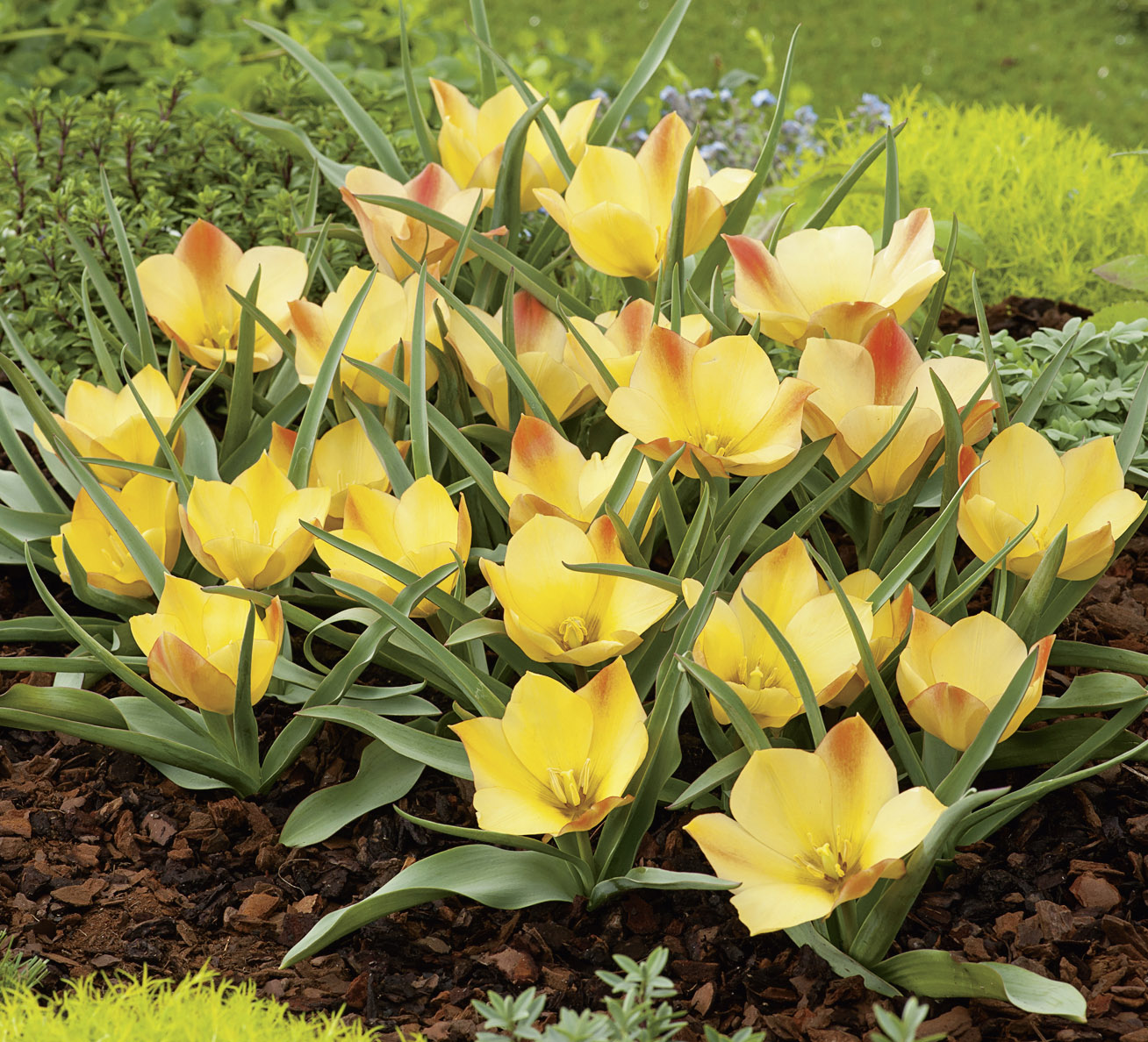 235256_Tulipa batalini Bright Gem FM_RGB Gelb-orange Tulpen mit zarten orangen Spitzen und grünem Laub in einem Mulchbeet
