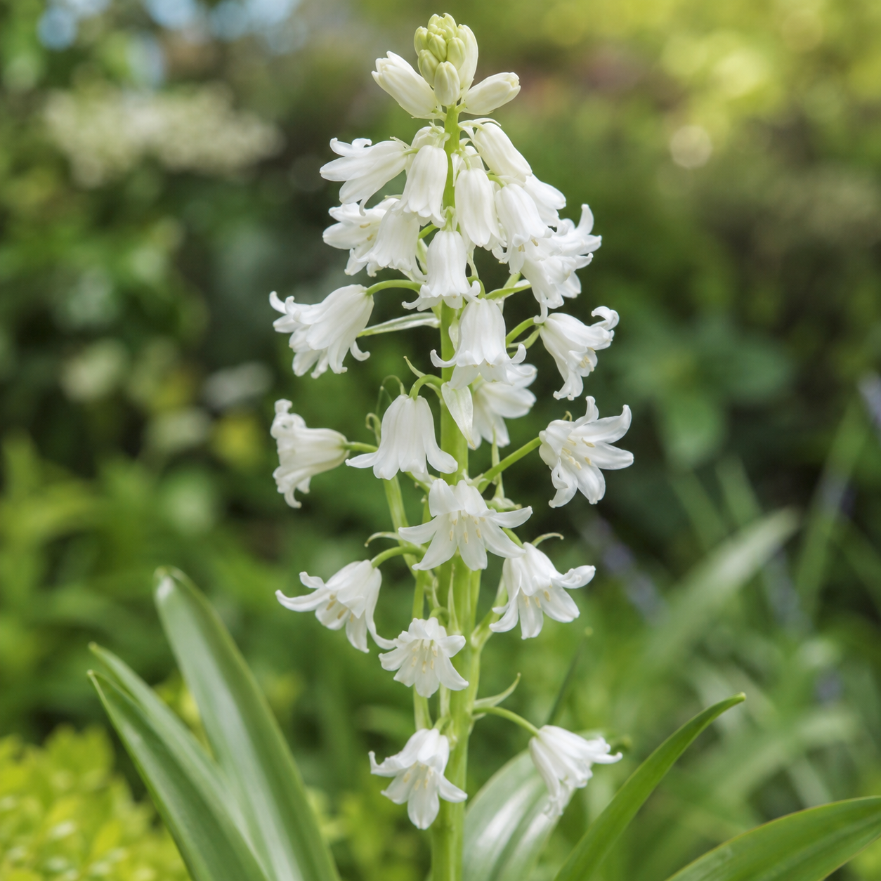 Hyacinthoides hispanica White City