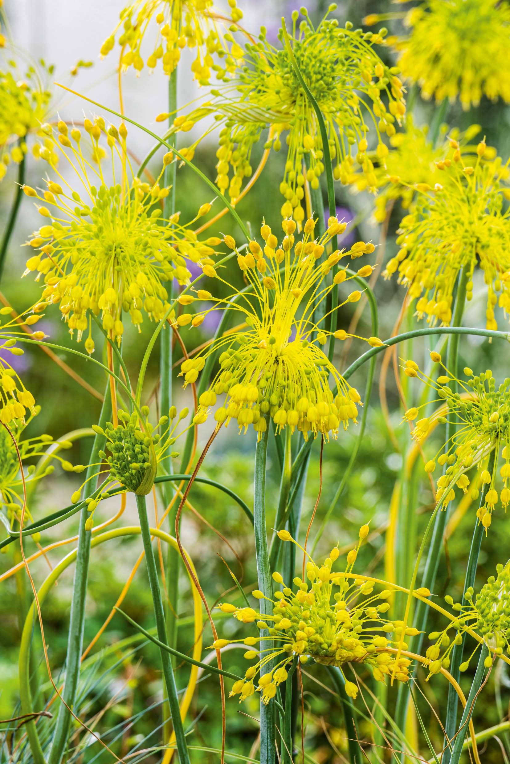 260380_14292495_FM_RGB Nahaufnahme gelber Zierlauchblüten (Allium) mit kugelförmigen Blütenständen, schlanken grünen Stielen und unscharfem Gartenhintergrund