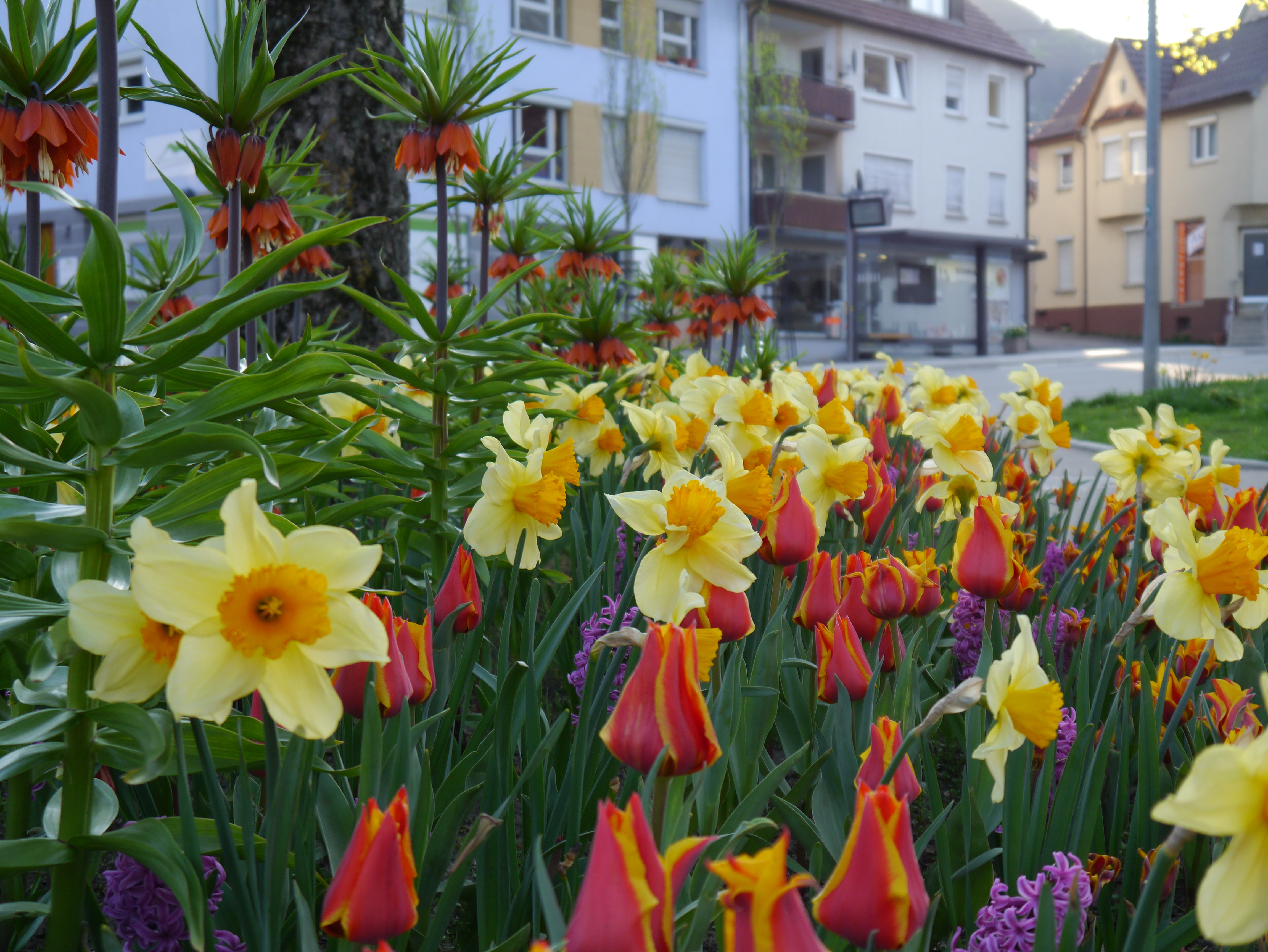 Blumenzwiebel-Mischung Joyful