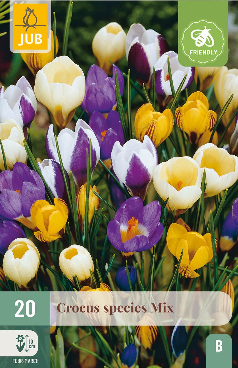 Crocus botanisch Mischung