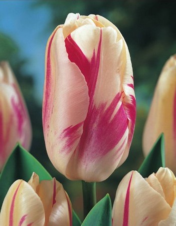 Einfache späte Tulpen Sorbet