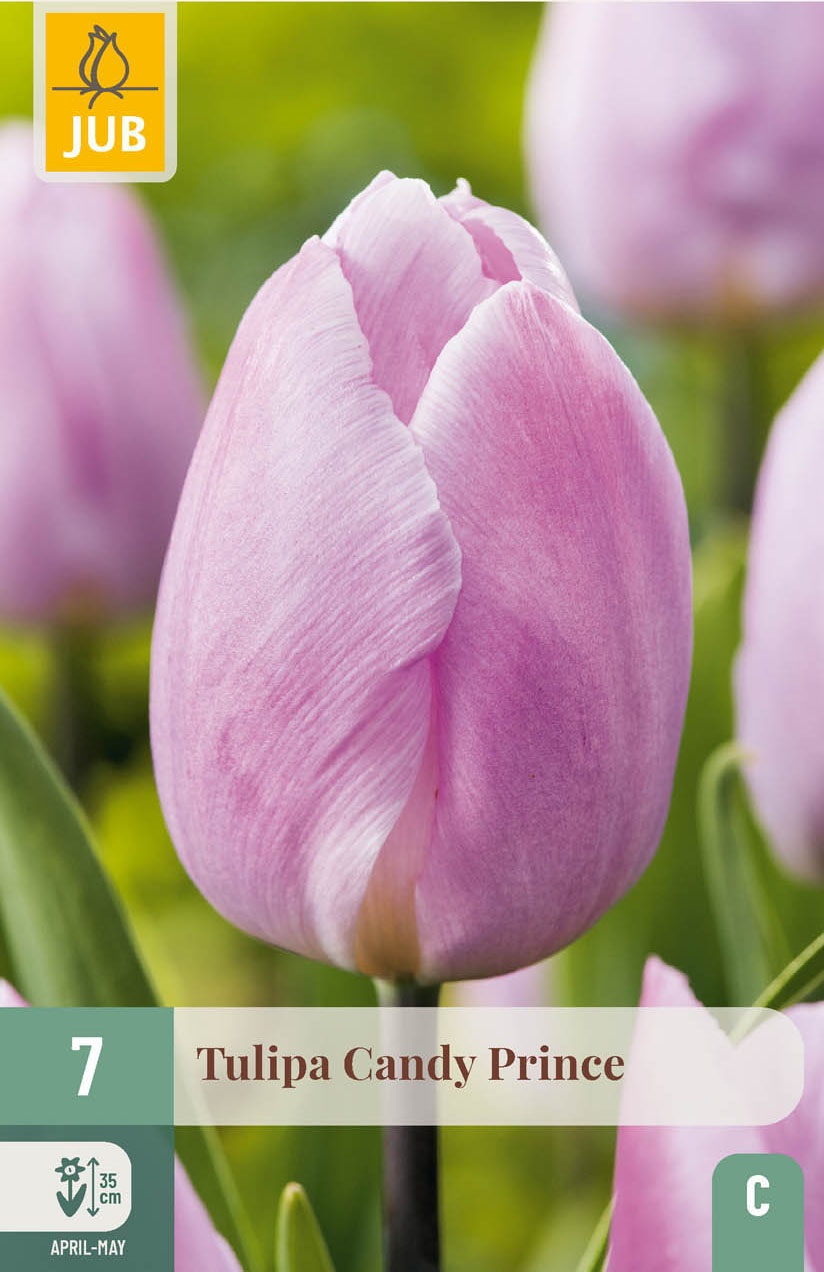Einfache frühe Tulpen Candy Prince