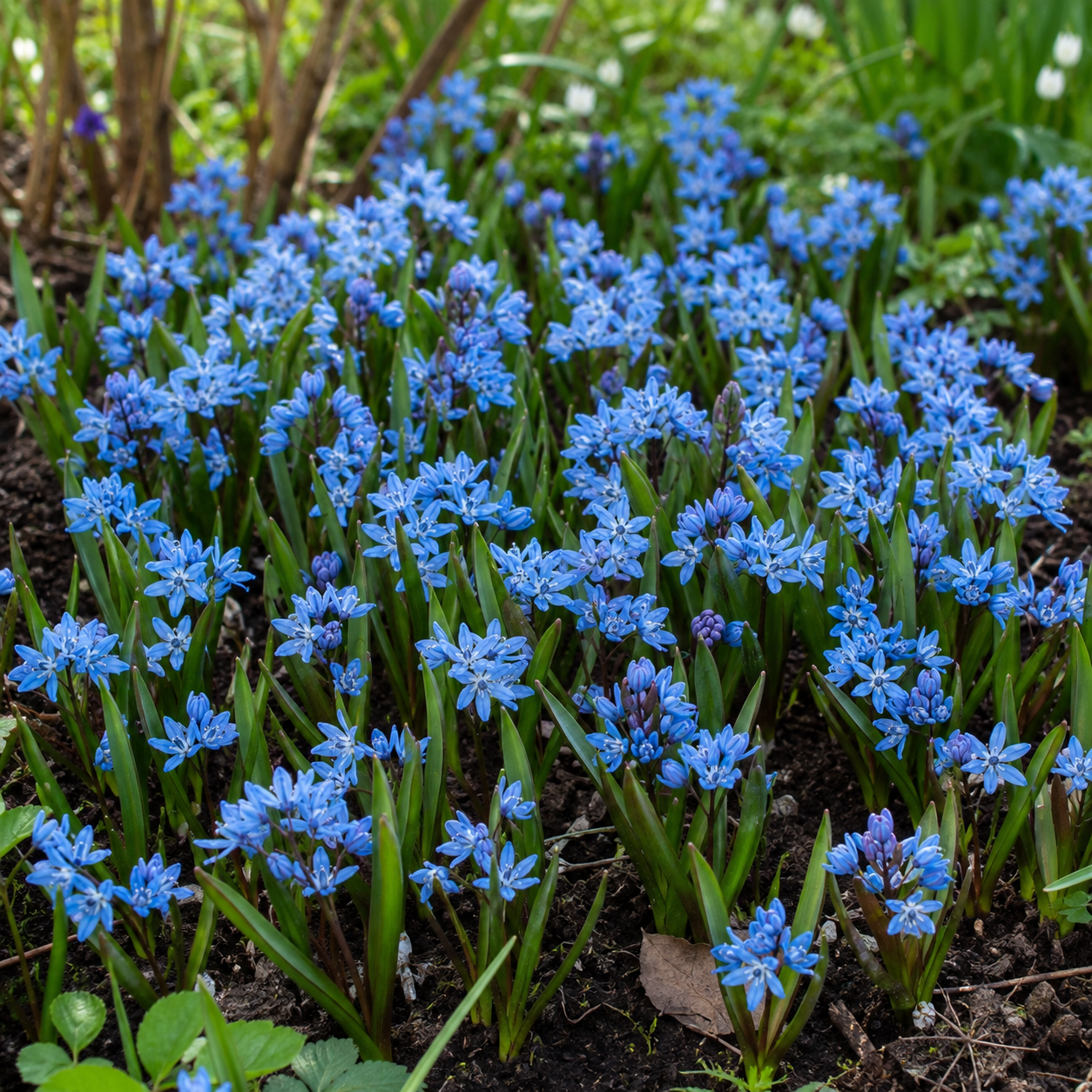 Scilla bifolia