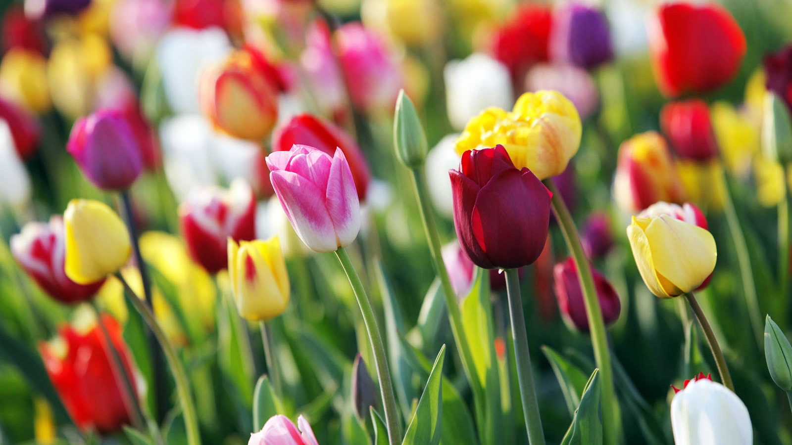 Nahaufnahme von bunten Tulpen in einem Blumengarten