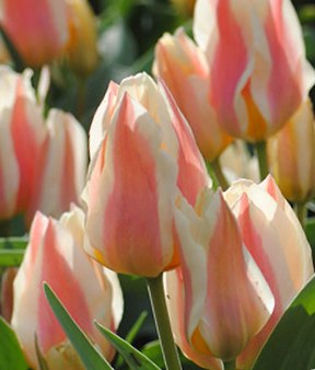 Quebec2 Zweifarbige Tulpen in Rosa und Creme, Nahaufnahme mehrerer blühender Stiele