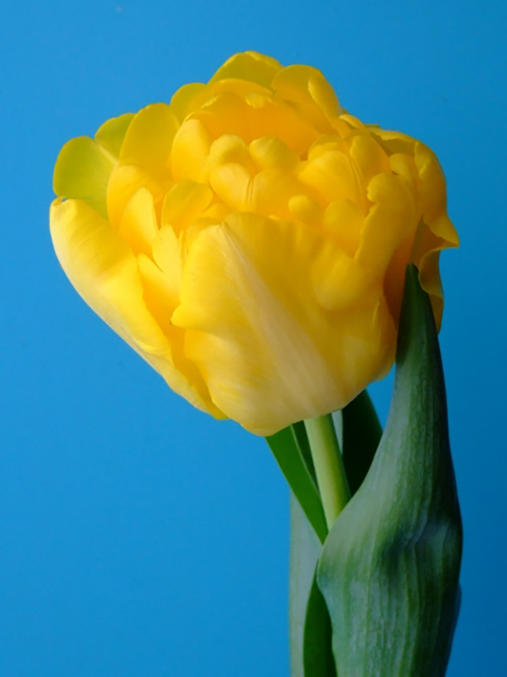 Marie Jo Gelbe gefüllte Tulpenblüte in Nahaufnahme vor blauem Hintergrund