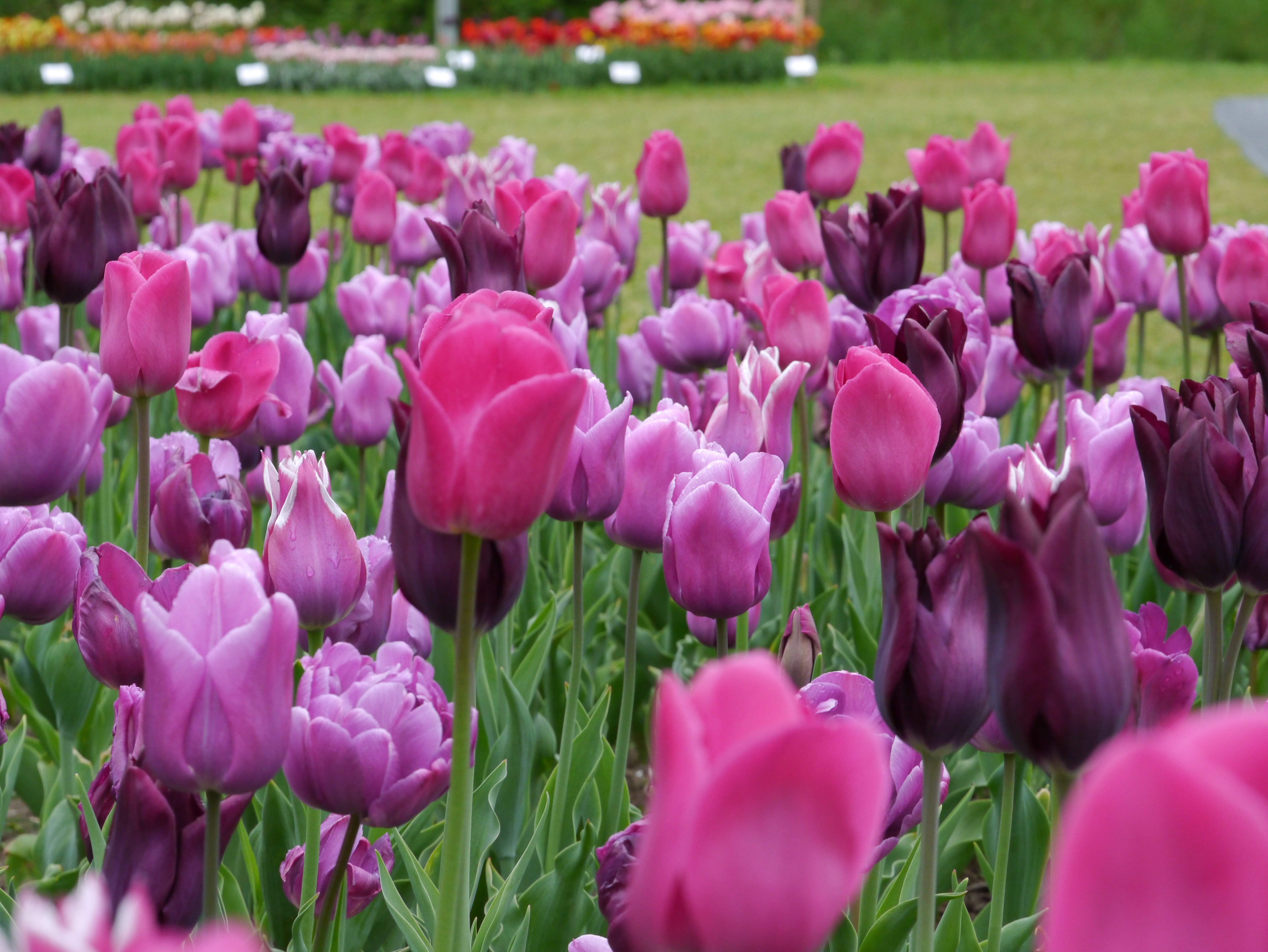 Tulpen Prachtmischung Töne in Blau-Violett