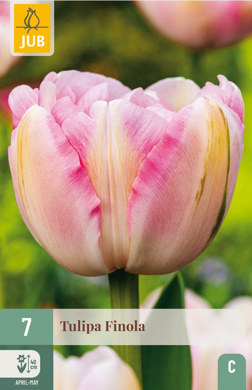 Gefüllte späte Tulpen Finola