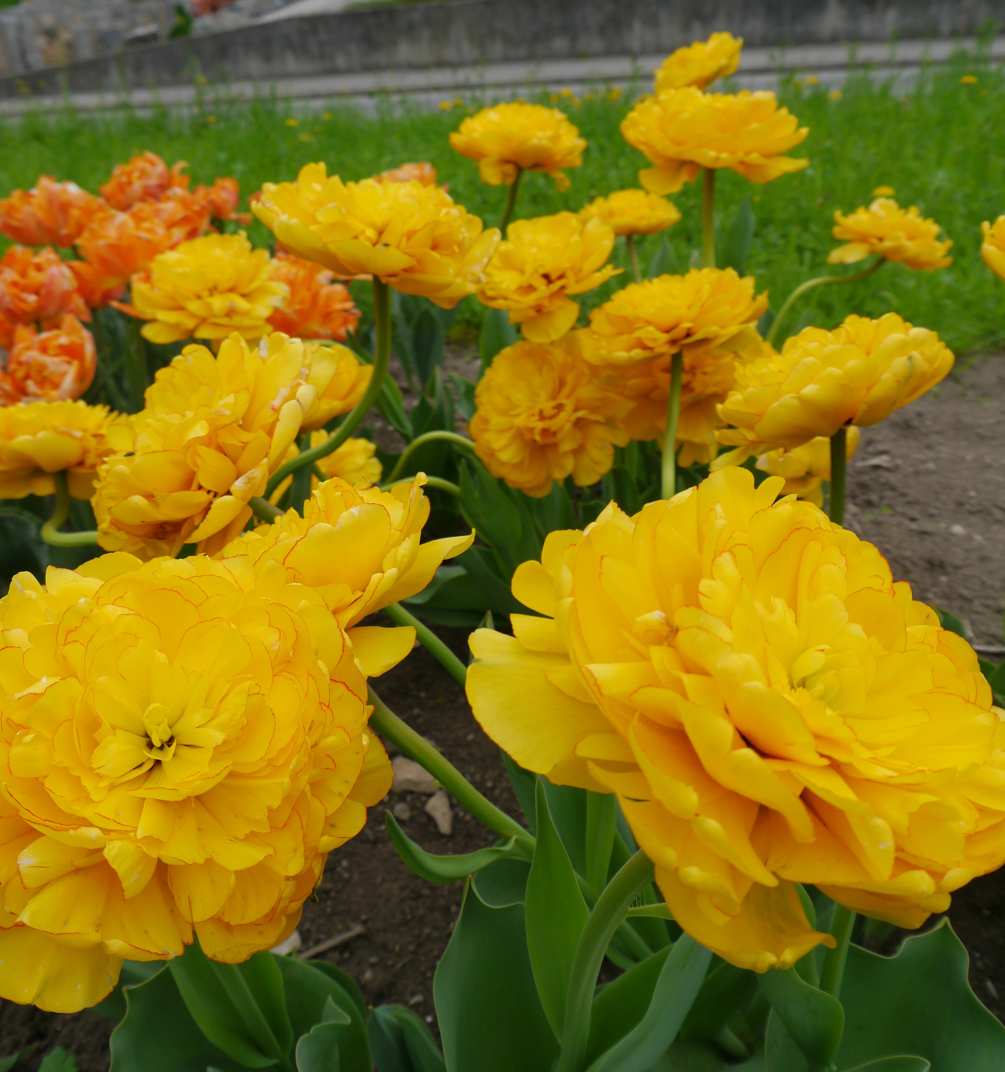 Gefüllte späte Tulpen Yellow Pomponette