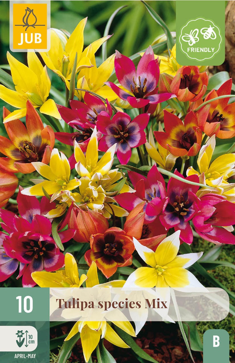 Tulipa Wildtulpen-Mischung