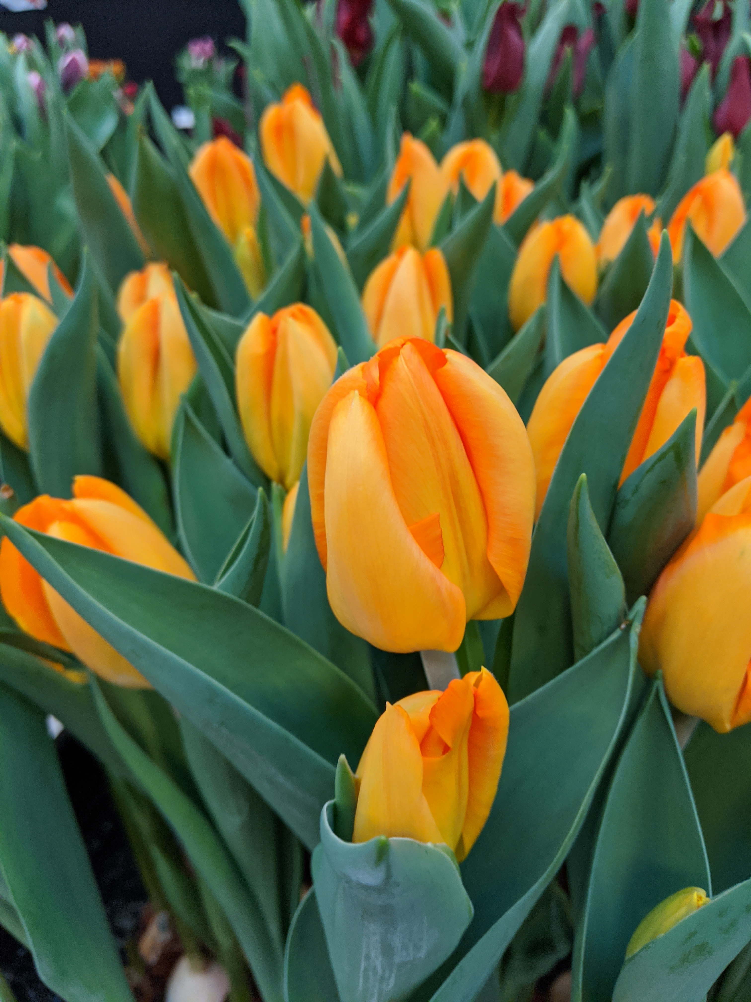 Nahaufnahme von leuchtend gelben Tulpen mit grünen Blättern