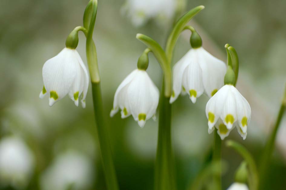 Nahaufnahme von weißen Frühlingsknotenblumen (Leucojum vernum) mit glockenförmigen Blüten, grünen Tupfen an den Blütenrändern und unscharfem Hintergrund