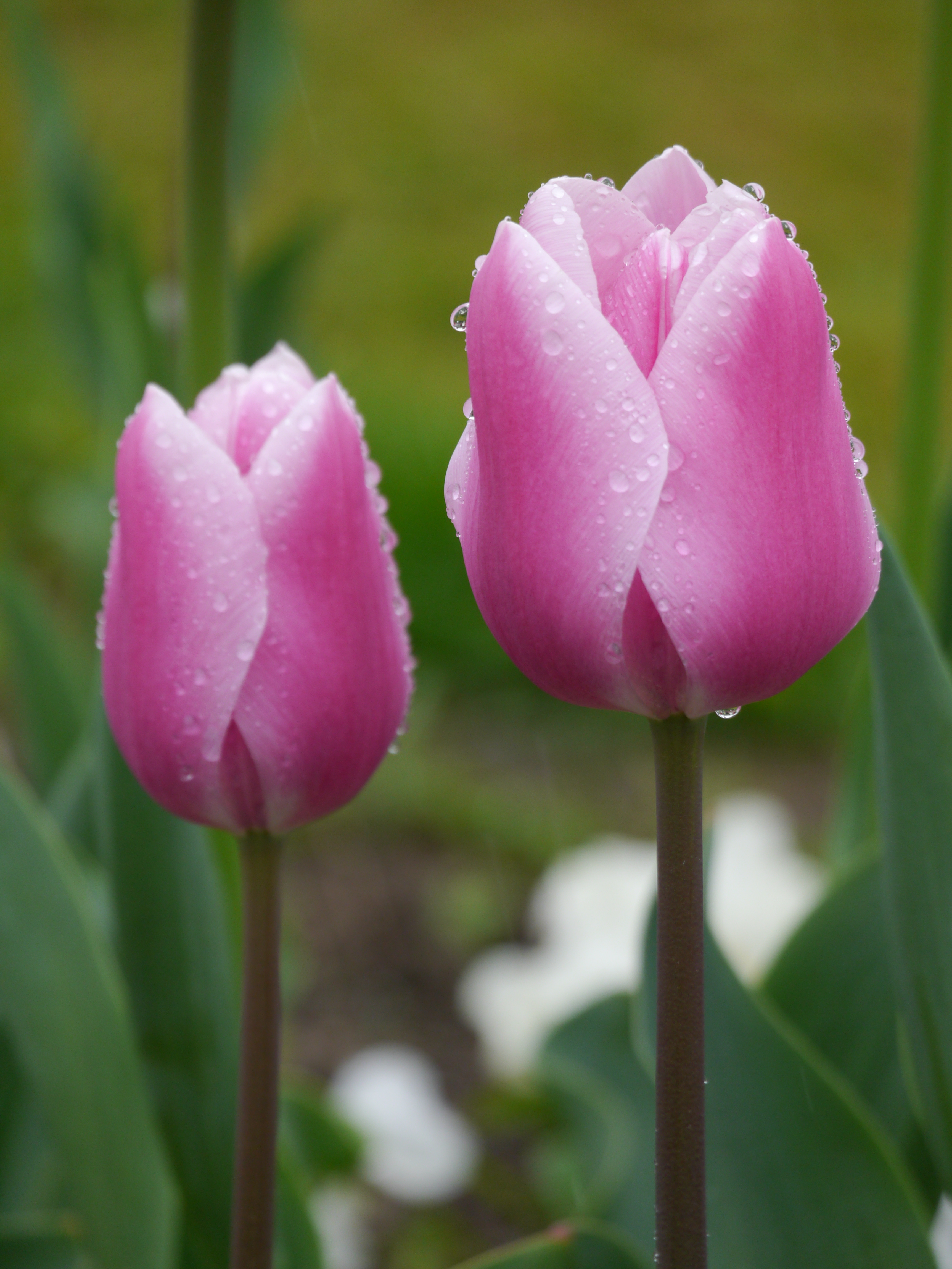 Zwei rosa Tulpen mit Wassertropfen auf den Blütenblättern vor unscharfem grünem Hintergrund