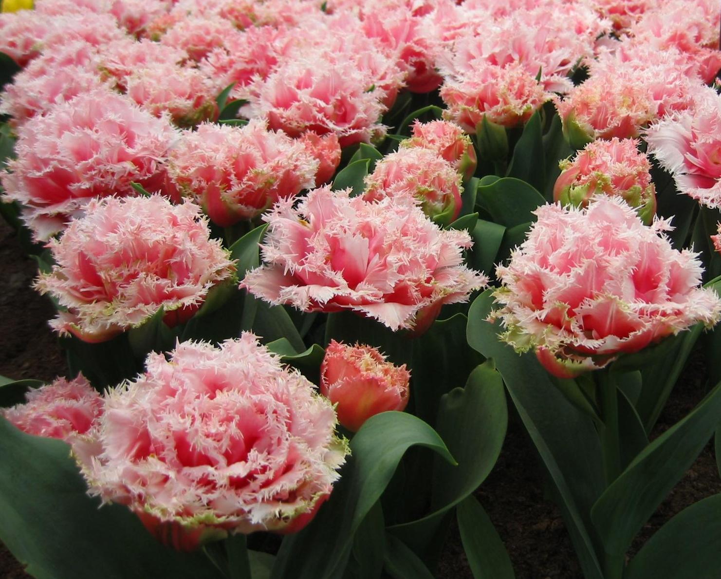 Nahaufnahme von rosafarbenen, stark gefransten Tulpen in einem Beet, mit dichten Blütenständen und satten grünen Blättern