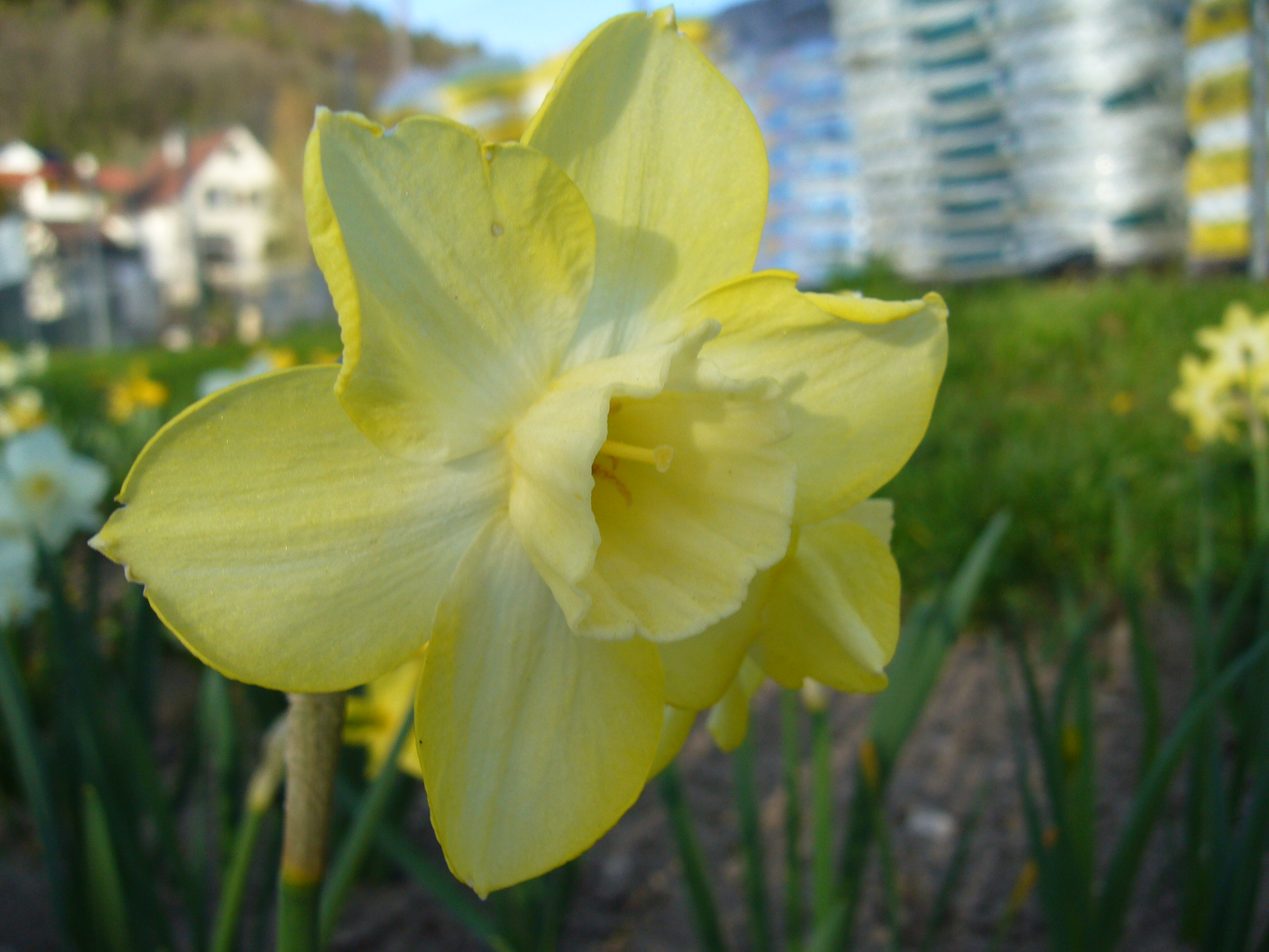 Nahaufnahme einer gelben Narzisse (Osterglocke) im Blumenbeet, scharfes Vordergrundmotiv mit Blütenkelch und Staubblättern, unscharfer Hintergrund mit Grünfläche und Wohngebäuden