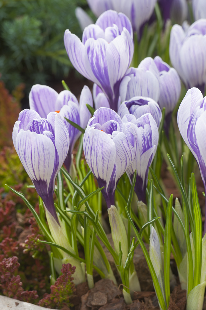 257251_ Krokus Pickwick Nahaufnahme von lila-weiß gestreiften Krokusblüten mit grünen Blättern und Erde im Hintergrund