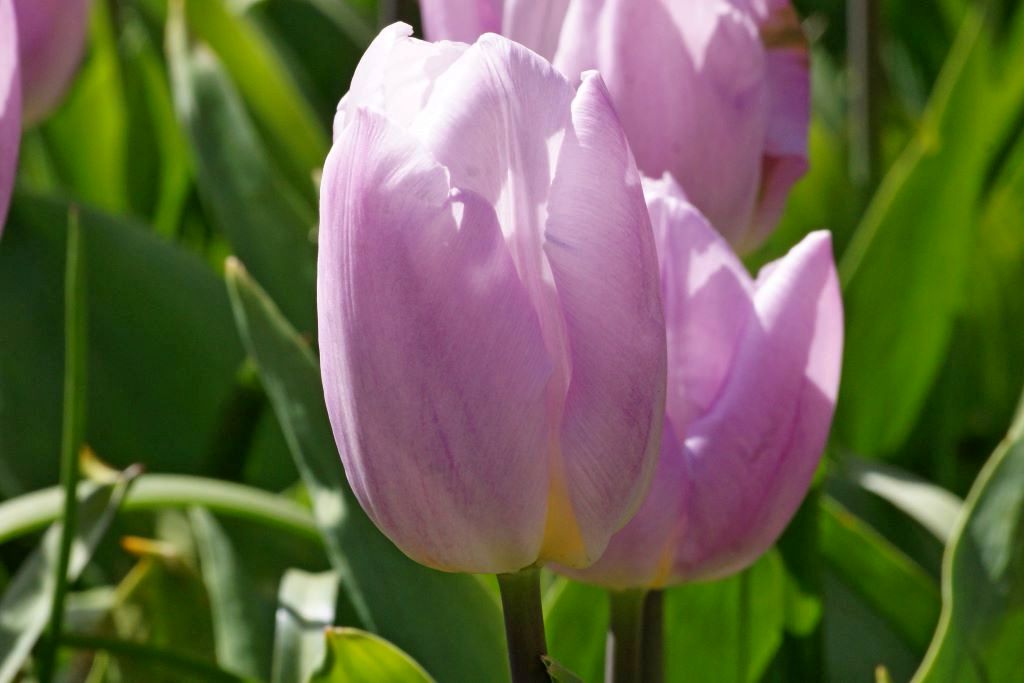 220172_Einf. frühe Tulpen Light Pink Prin Nahaufnahme von zwei zarten rosa Tulpen mit grünen Blättern im Hintergrund, fotografiert im Tageslicht
