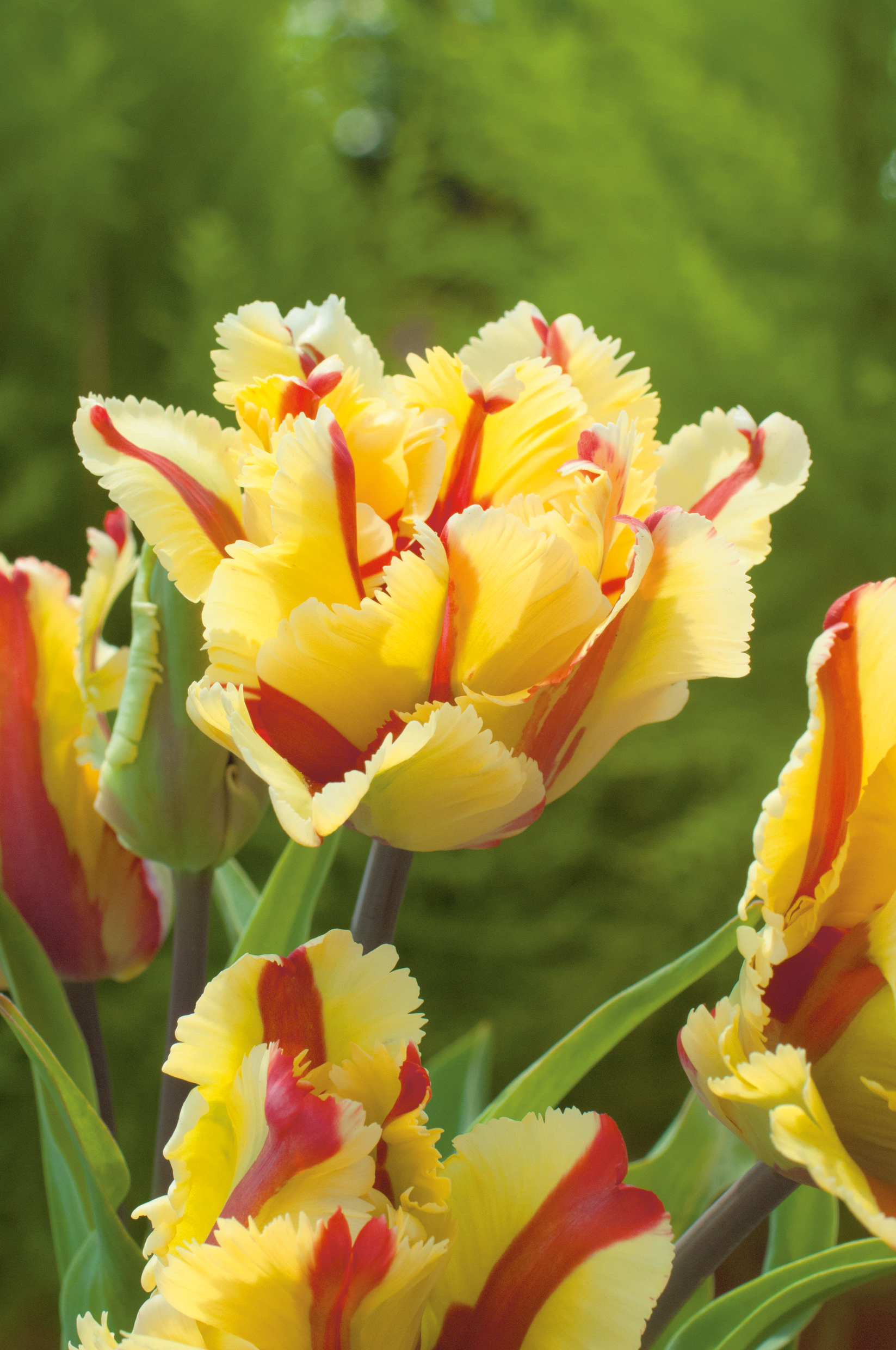 228162_Papagei-Tulpen_Flaming_Parrot Nahaufnahme gelb-roter Papageien-Tulpen mit gefransten Blütenblättern vor unscharfem grünem Hintergrund