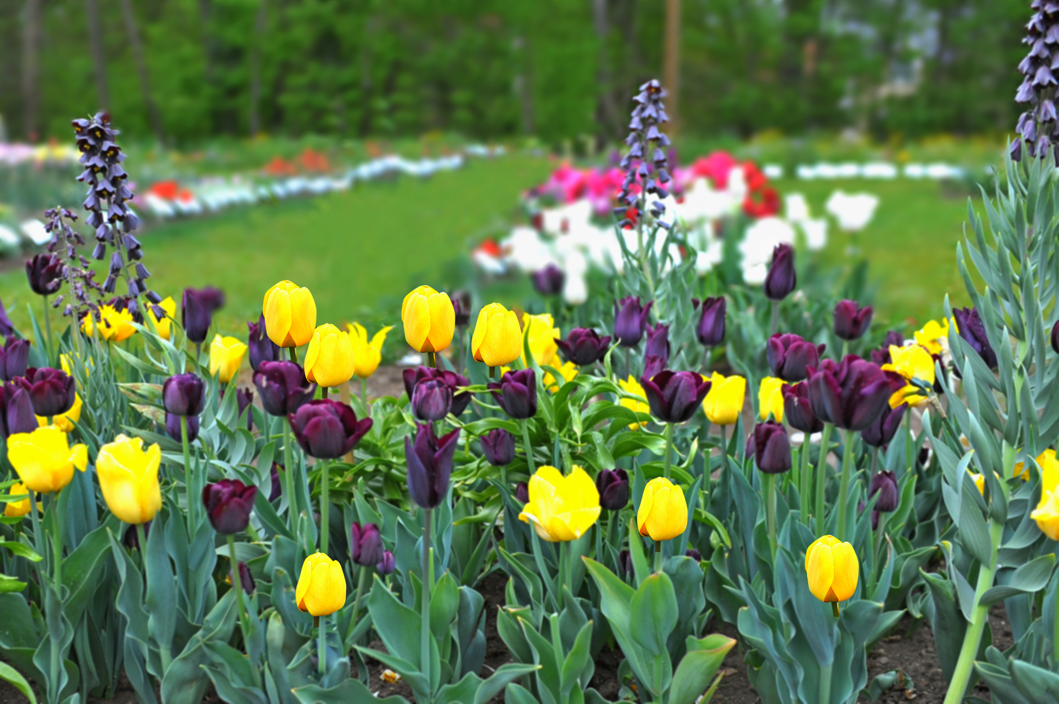 Blumenzwiebel-Mischung Baden-Württemberg